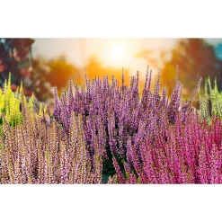 Plantiflor Knospenblüherheide Calluna Beauty Ladies Topf-⌀ 6 cm