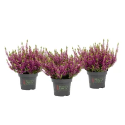 Plantiflor Knospenheide Beauty Ladies Topf Durchmesser 9,5 cm
