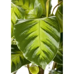 Plantiflor Korbmarante Topf 12 cm