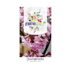 Plantiflor Kurilenkirsche Ruby Topf Durchmesser 23 cm