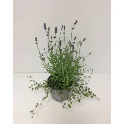 Plantiflor Lavendel mit Mühlenbeckia Durchmesser 13 cm