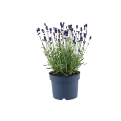 Plantiflor Lavendel Munstead Topf- Durchmesser 13 cm