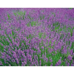 Plantiflor Lavendel Munstead Topf- Durchmesser 13 cm