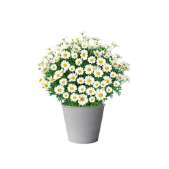 Plantiflor Margeritenbusch weiß im Topf Durchmesser 18 cm