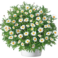 Plantiflor Margeritenbusch weiß im Topf Durchmesser 18 cm