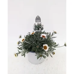 Plantiflor Marokko Margerite African Serie Topf Durchmesser 17 cm