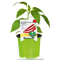 Plantiflor Meisterklasse Peperonie Vulkan Topf Durchmesser 11 cm