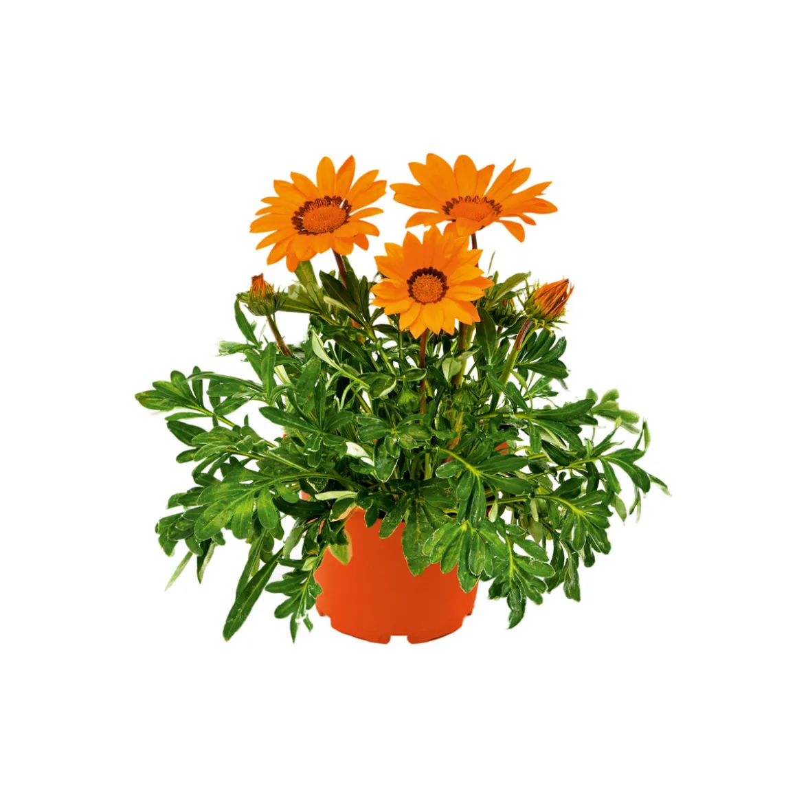 Plantiflor Mittagsgold Topf Durchmesser 13 cm