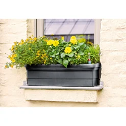 Plantiflor Mittagsgold Topf Durchmesser 13 cm