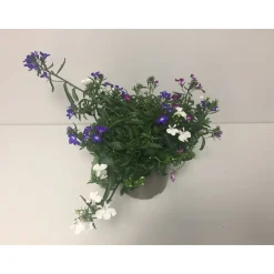 Plantiflor Männertreu Trixie dreifarbig Topf Durchmesser 12 cm