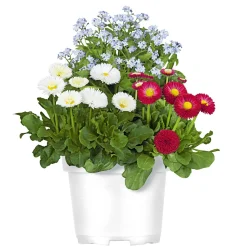 Plantiflor MyoBell Topf Durchmesser 14 cm