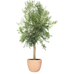 Plantiflor Oliven-Stamm im Topf Durchmesser 15 cm