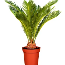 Plantiflor Palmfarn Topf Durchmesser 12 cm