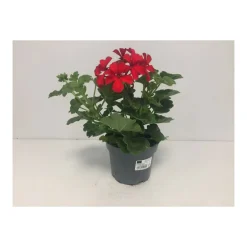 Plantiflor Pelargonie Calliope Topf Durchmesser 12 cm