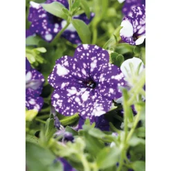 Plantiflor Petunie Night Sky Topf Durchmesser 12 cm