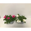 Plantiflor Petunie Surfinia Topf Durchmesser 12 cm