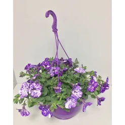 Plantiflor Petunien-Ampel Night Sky T25
