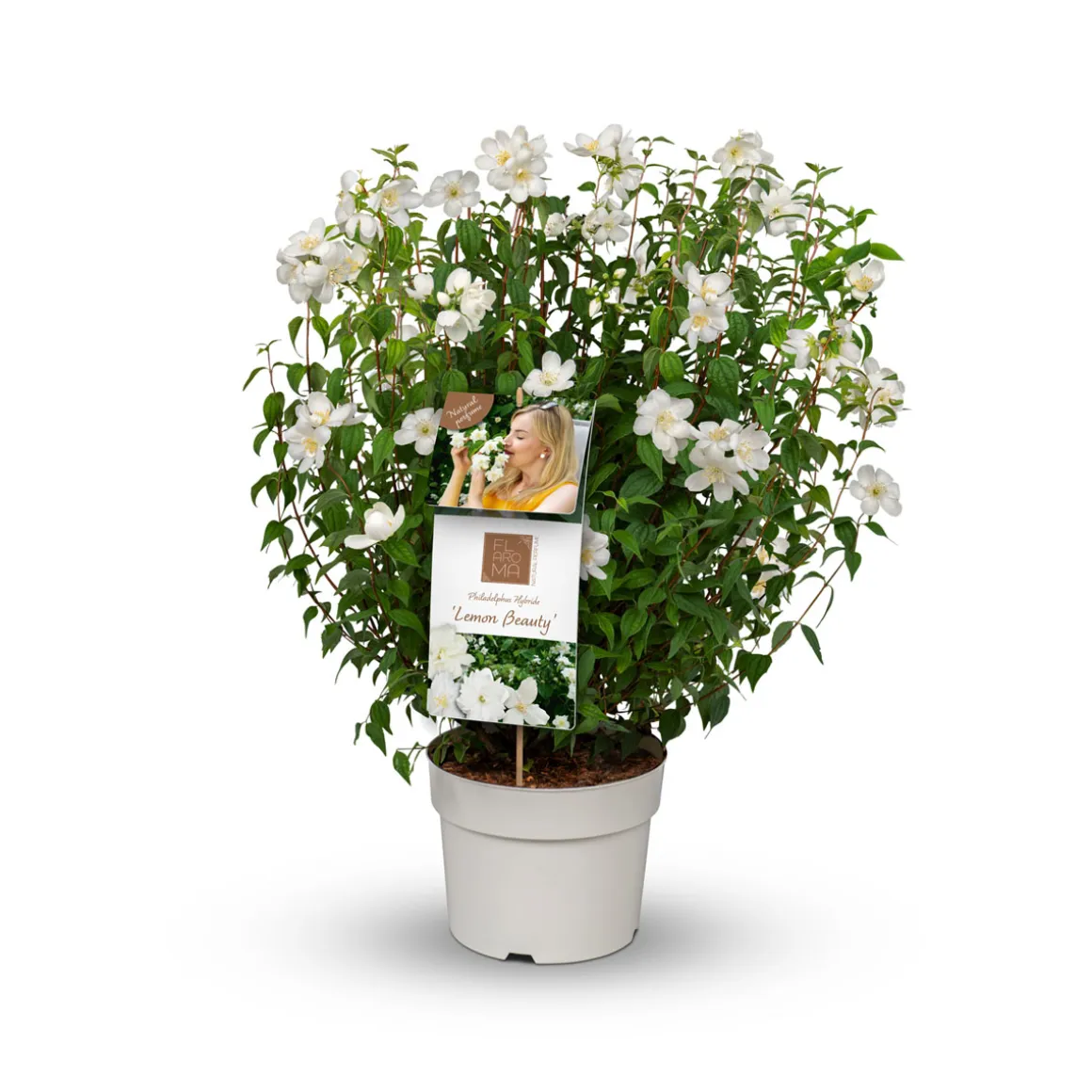 Plantiflor Pfeifenstrauch FlAroma Topf Durchmesser 23 cm