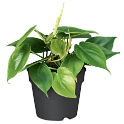 Plantiflor Philodendron Topf Durchmesser 12 cm