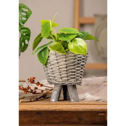 Plantiflor Philodendron Topf Durchmesser 12 cm