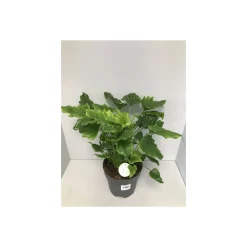 Plantiflor Philodendron Little Hope 55-65 cm T21