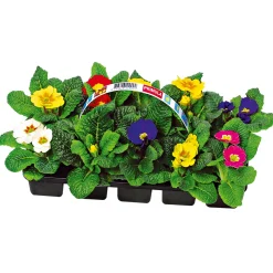 Plantiflor Primel, 10er Pack