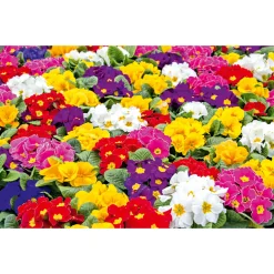 Plantiflor Primel, 10er Pack