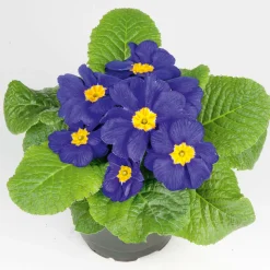 Plantiflor Primel Topf Durchmesser 10,5 cm