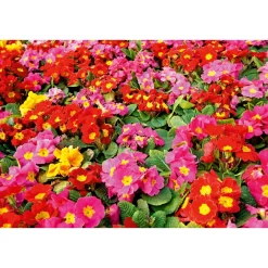 Plantiflor Primel Topf Durchmesser 10,5 cm