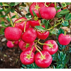 Plantiflor Rebhuhnbeere Topf Durchmesser 10,5 cm