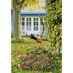 Plantiflor Rebhuhnbeere Topf Durchmesser 10,5 cm