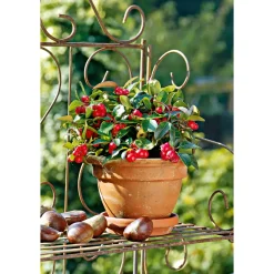 Plantiflor Rebhuhnbeere Topf Durchmesser 10,5 cm