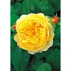 Plantiflor Rose Charles Darwin Topf- Durchmesser 23 cm