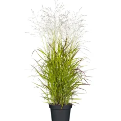 Plantiflor Ruten-Hirse Topf- Durchmesser 23 cm