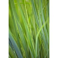 Plantiflor Ruten-Hirse Topf- Durchmesser 23 cm