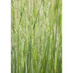 Plantiflor Ruten-Hirse Topf- Durchmesser 23 cm