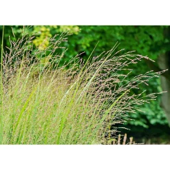 Plantiflor Ruten-Hirse Topf- Durchmesser 23 cm