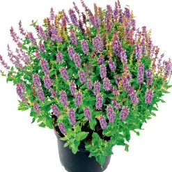 Plantiflor Salbei T14