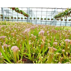 Plantiflor Schlauchpflanze Topf Durchmesser 9 cm