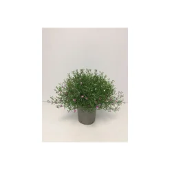 Plantiflor Schleierkraut T12/13