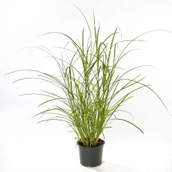 Plantiflor Solitär-Gräser Topf Durchmesser 23 cm
