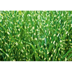 Plantiflor Solitär-Gräser Topf Durchmesser 23 cm