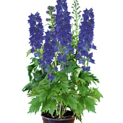 Plantiflor Staude P19 verschiedene Sorten