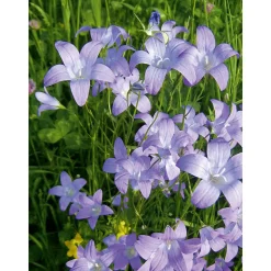 Plantiflor Staude P19 verschiedene Sorten