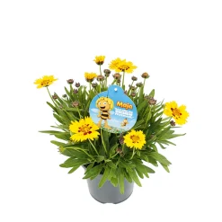 Plantiflor Stauden-Mix Biene Maja Topf- Durchmesser 13 cm