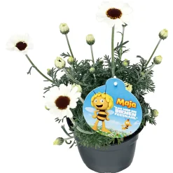 Plantiflor Stauden-Mix Biene Maja Topf- Durchmesser 13 cm