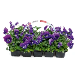 Plantiflor Stiefmütterchen 10er-Pack