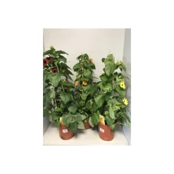 Plantiflor Thunberigen Pyramide verschiedene Farben T19