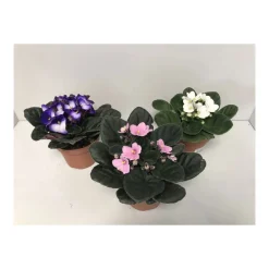 Plantiflor Usambaraveilchen verschiedene Farben T12