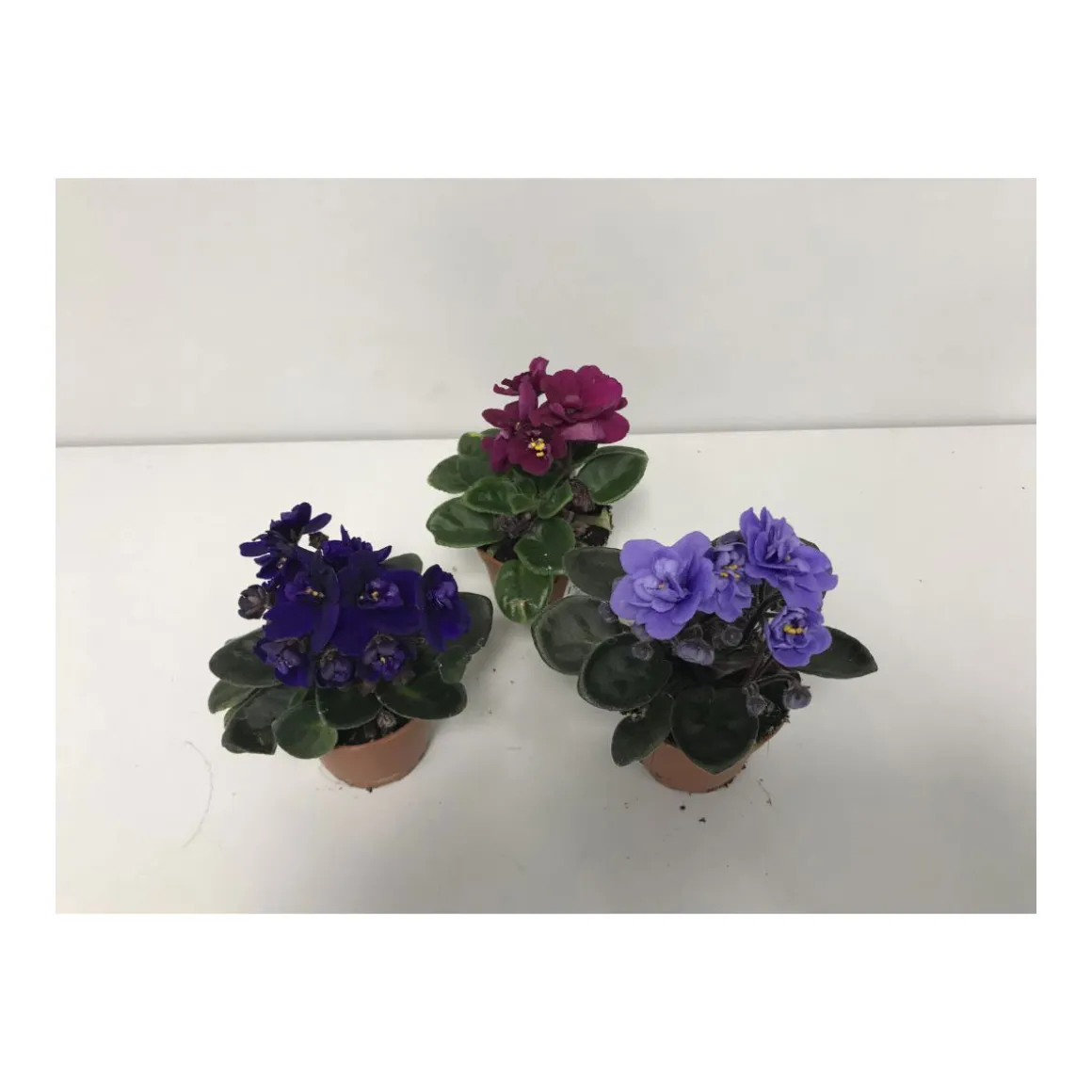 Plantiflor Usambaraveilchen blau/rosa/rot T6